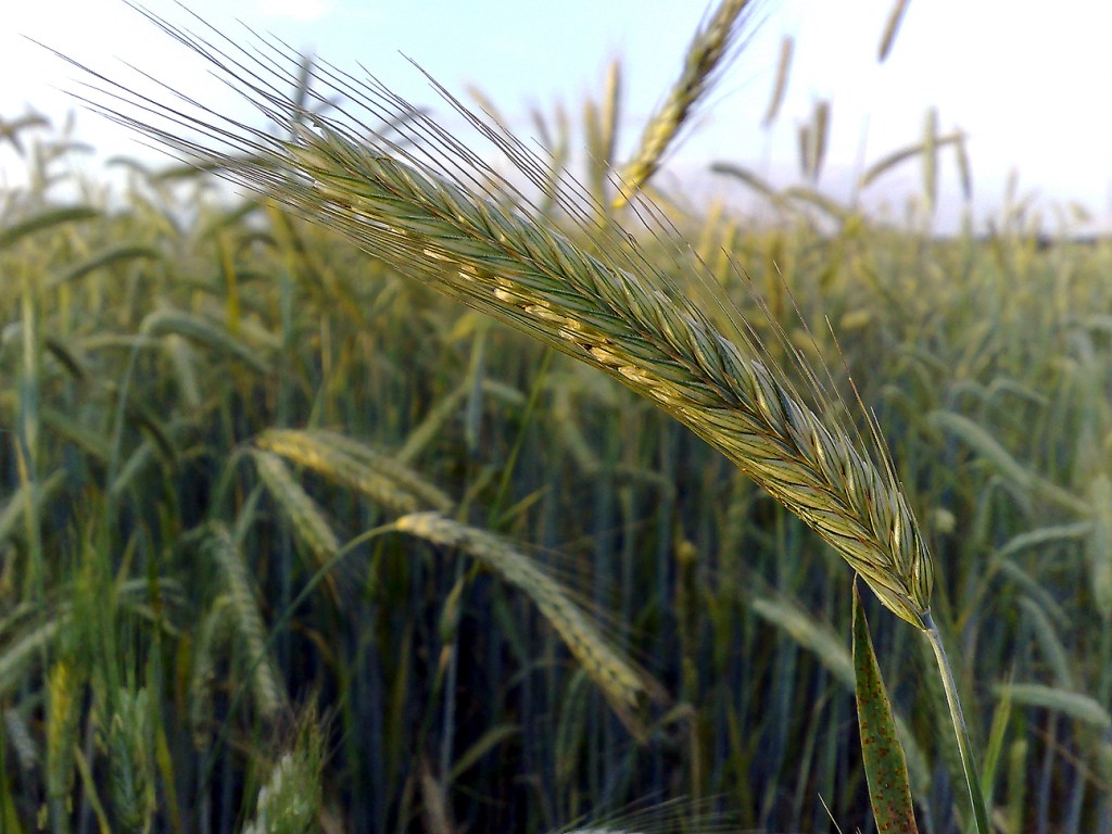 Mature rye grain growing in a field